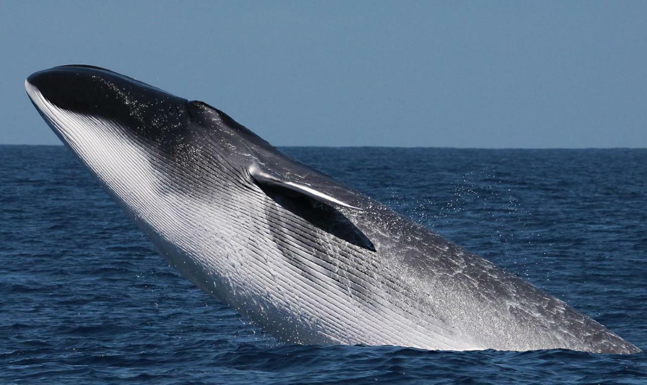 V4 Lägenhet Horta  Exteriör bild